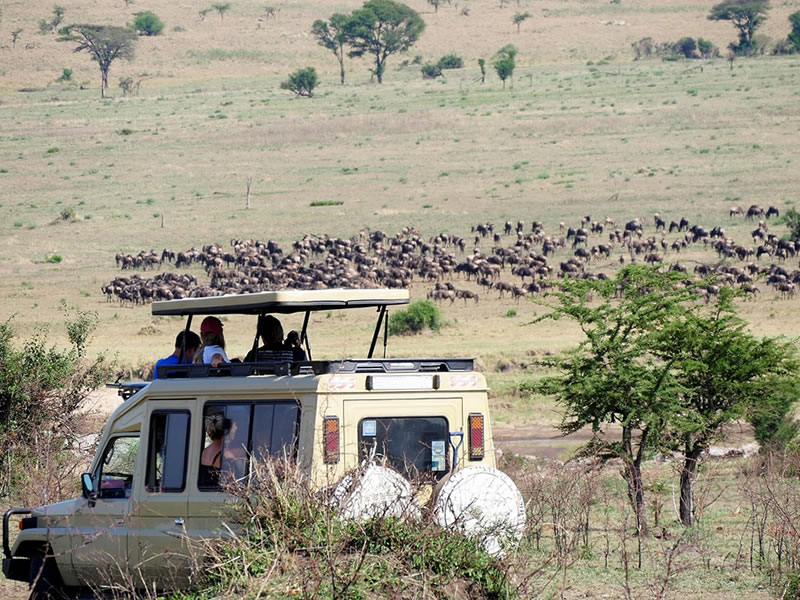 The Ultimate Kenya Safari Guide for First-Time Travelers